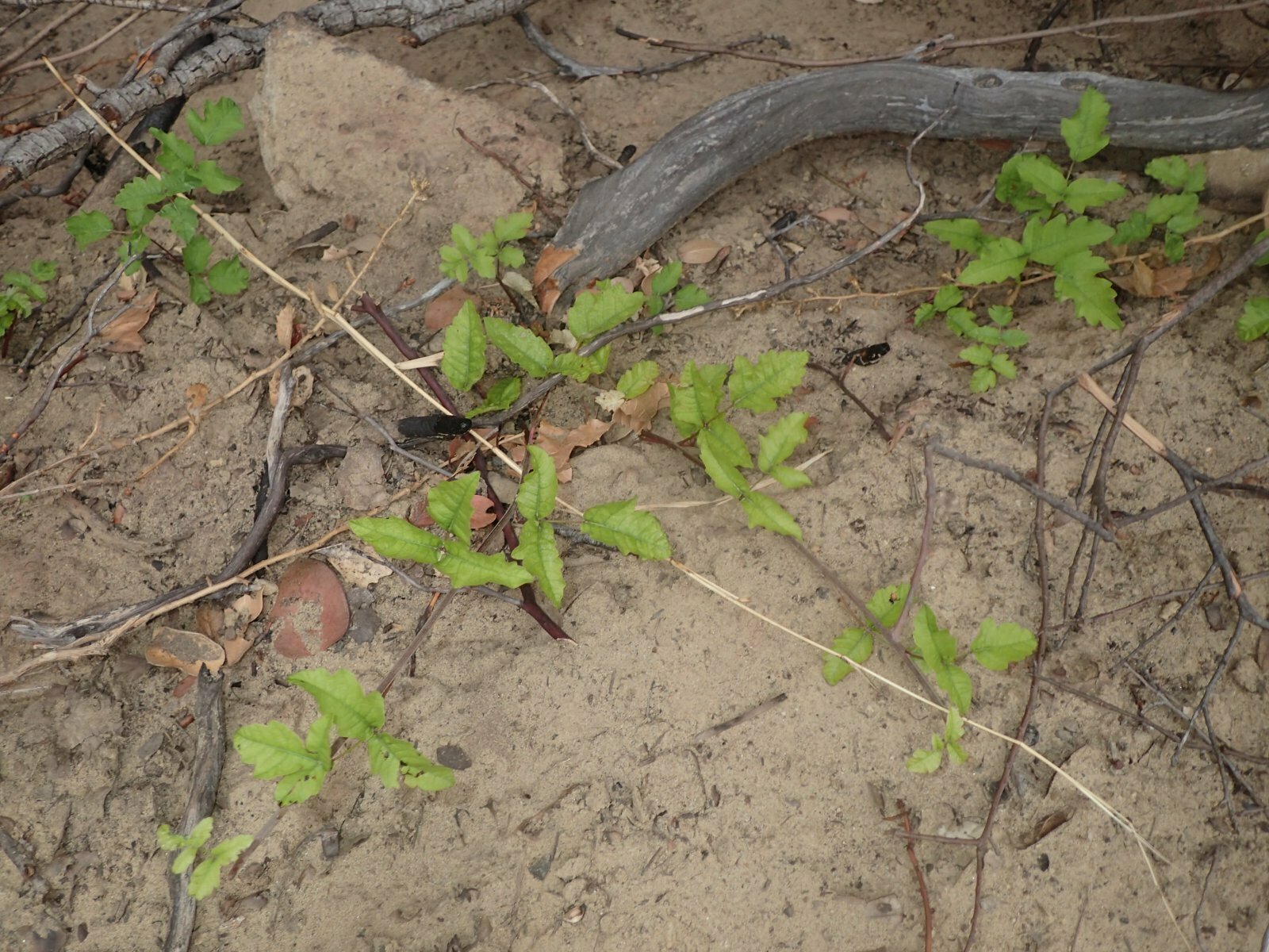 High Resolution Toxicodendron diversilobum Shoot